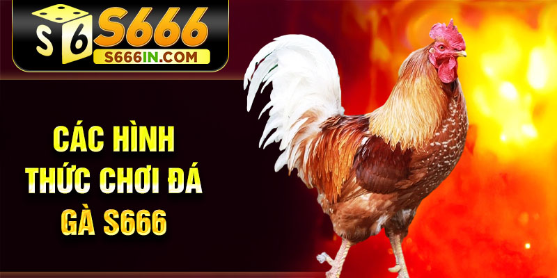 Các hình thức chơi đá gà S666 Các hình thức chơi đá gà S666